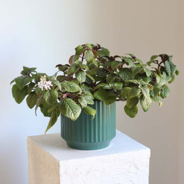Swedish Ivy in Fluted Teal Pot