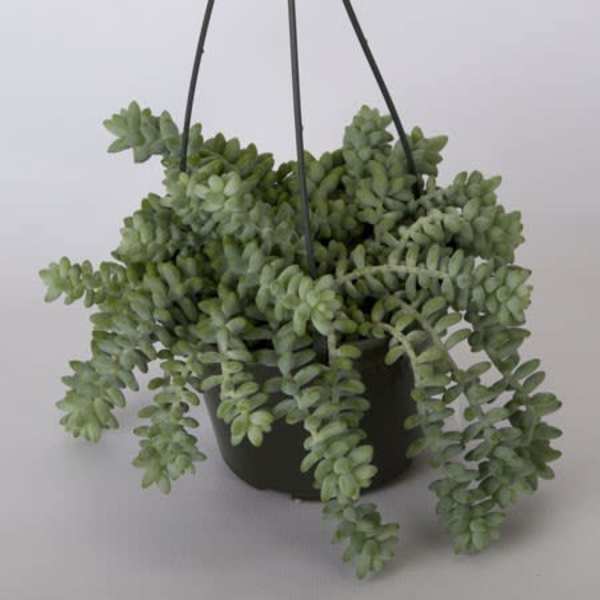 Burro Tail Hanging Basket