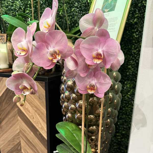 Phalaenopsis Orchid in the Cala Pot with Stand