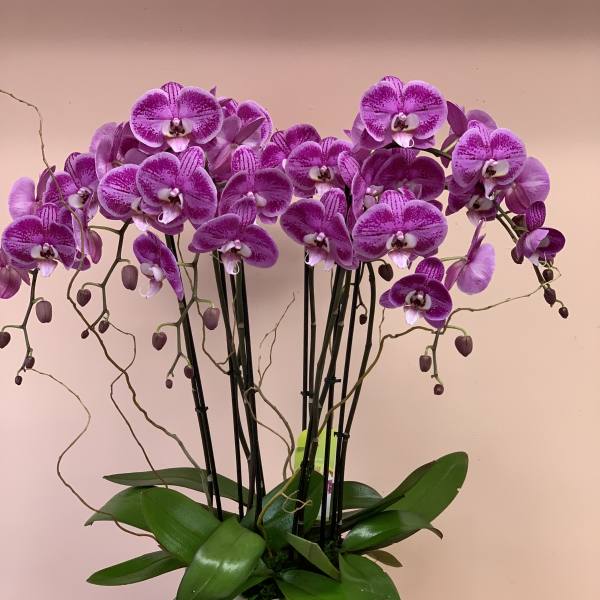 All pink phalaenopsis orchids. W596