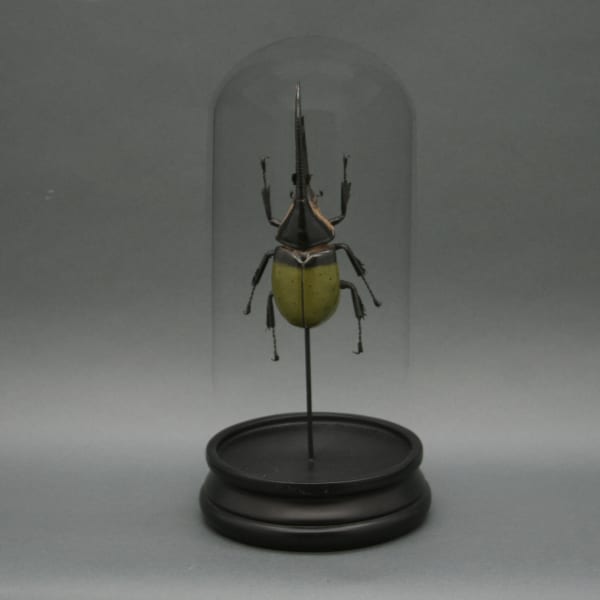 Green Hercules Beetle Glass Cloche