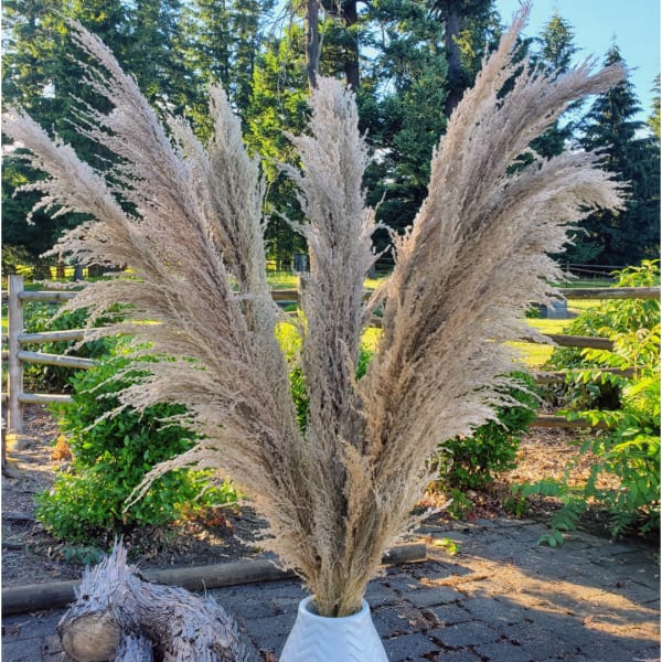 No-Shed Silky Large Pampas (3-4ft) - Natural Beige