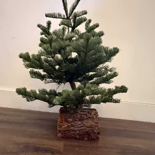 2.5' Fresh Charlie Brown Christmas Tree