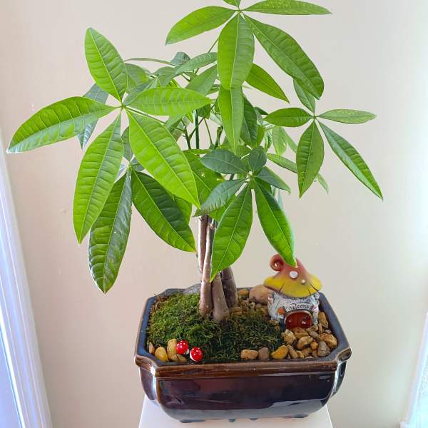 Money Tree Bonsai in Ceramic Pot