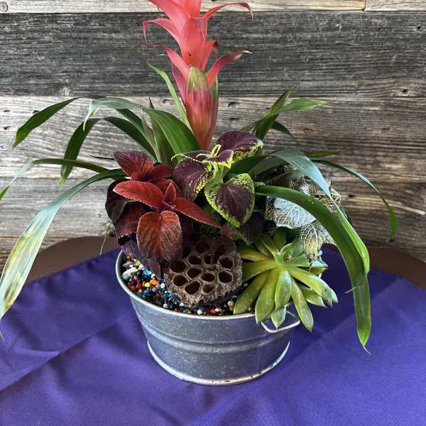 Tropical Dish Garden