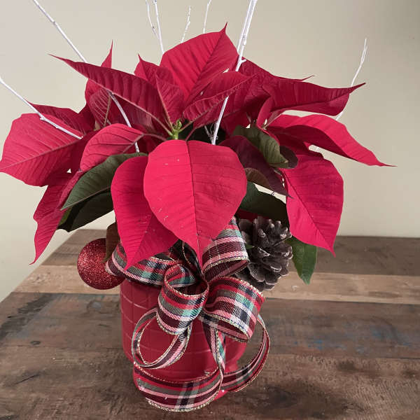 Table top poinsettia