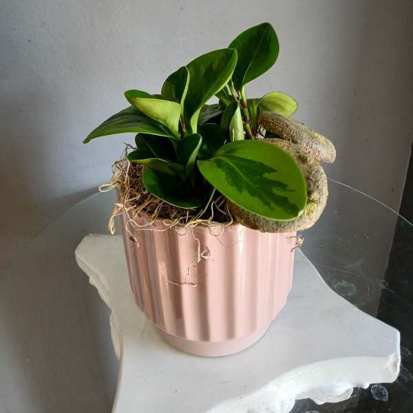 Peperomia in pink pot (small)