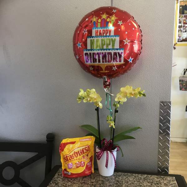 Yellow Orchid Trio ~ Birthday