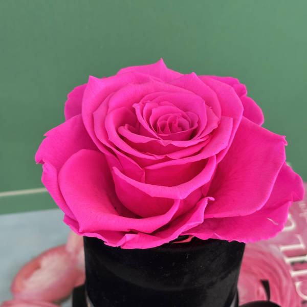 Mia. (PRESERVED ROSE)