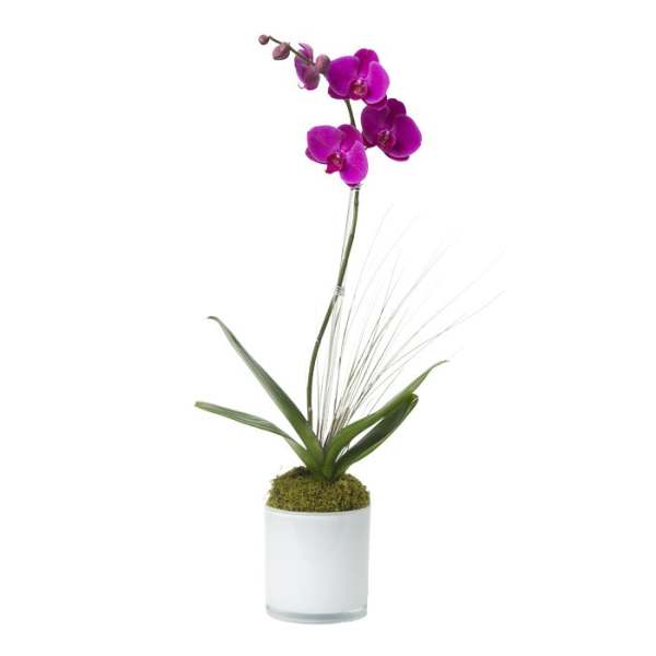 Phalaenopsis Orchid Plant, Purple