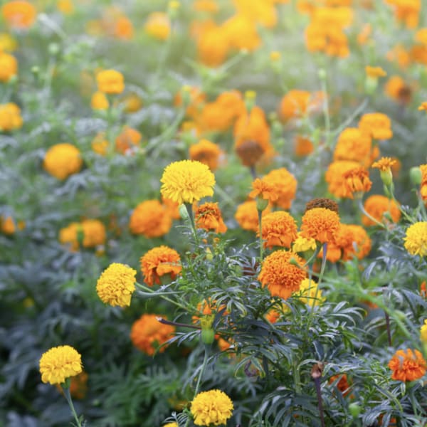 Marigolds