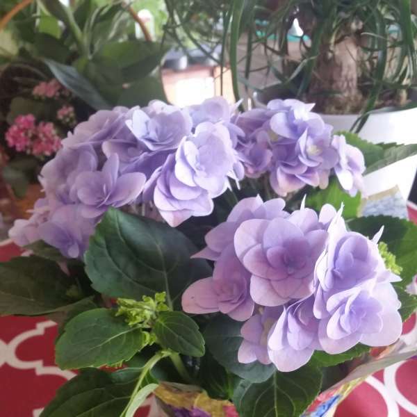 Lavender Hydrangea