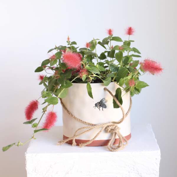 Chenille in Bumble Bee Hanging Basket