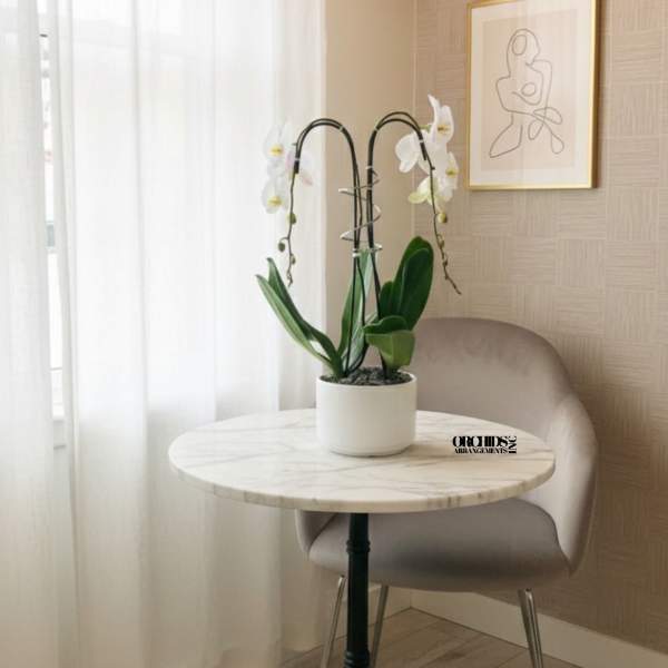 White Phalaenopsis Orchid – Sophisticated Birthday Gift
