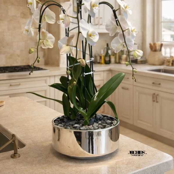 White Phalaenopsis Orchid – Chic Interior Décor