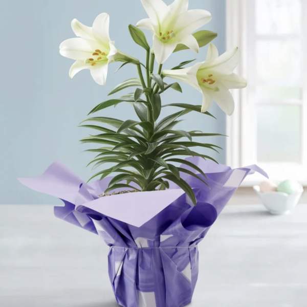 Single Stem Easter Lily