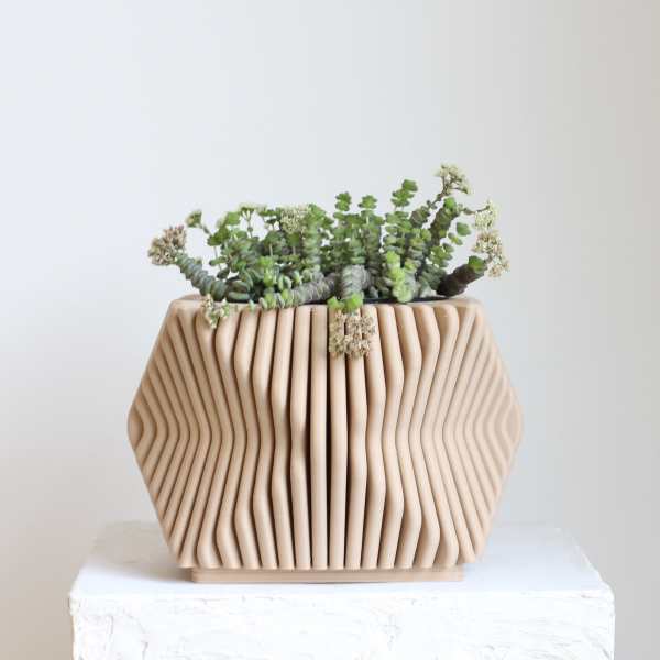 Flowering Crassula Rupestris in 3D-Printed Wood Fiber Pot