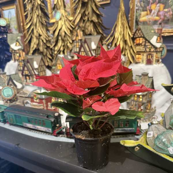 4" Red Poinsettia