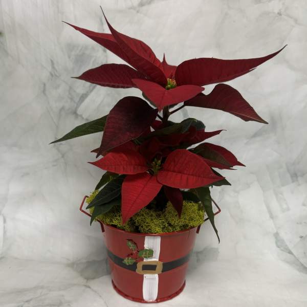 Santa’s Favorite Poinsettia