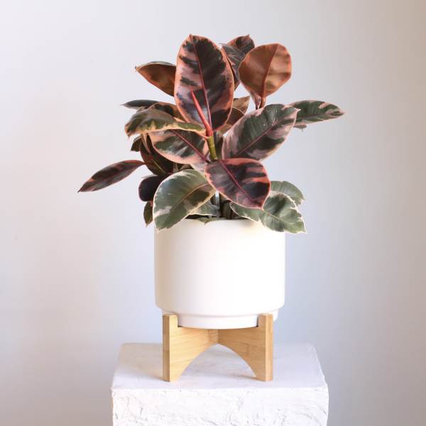 Ruby Red Rubber Tree in Plant Stand