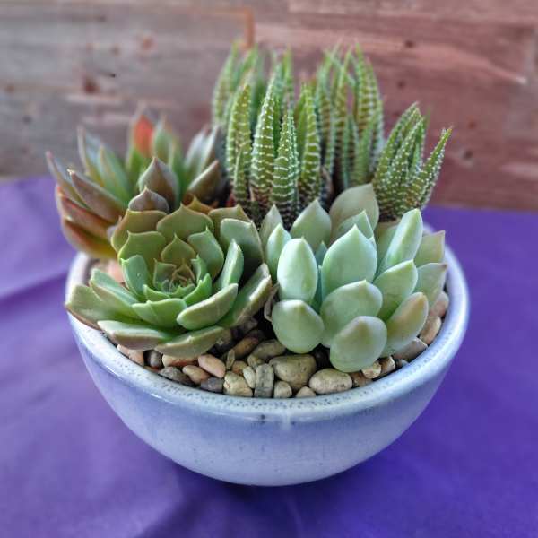 Succulent Garden