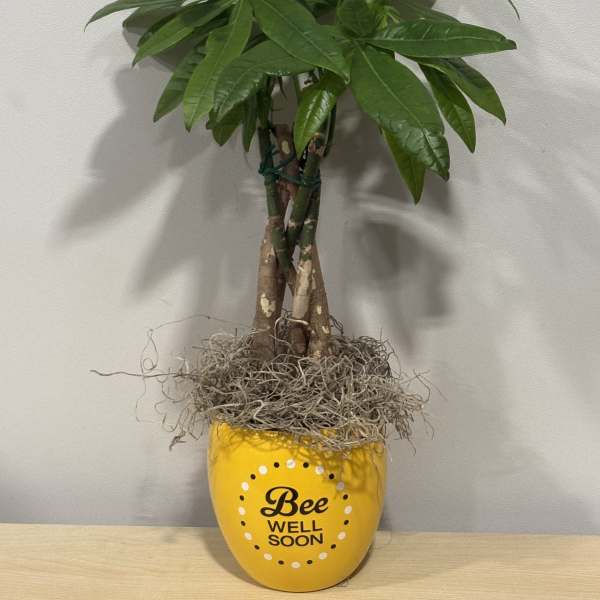 Bee Well Soon Money Tree