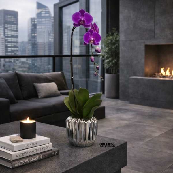 Purple Phalaenopsis Orchid – Designer Collection
