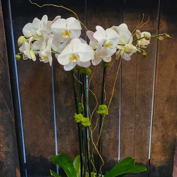 2 Double stemmed orchids
