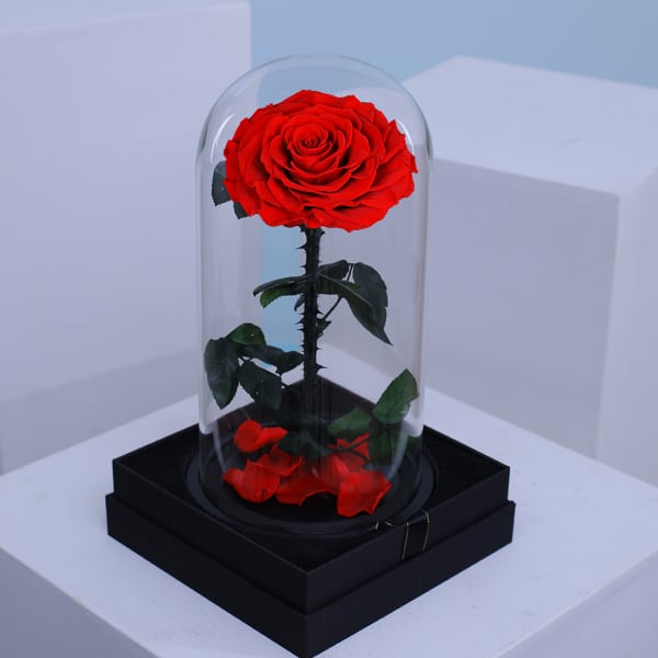Single Red Forever Rose