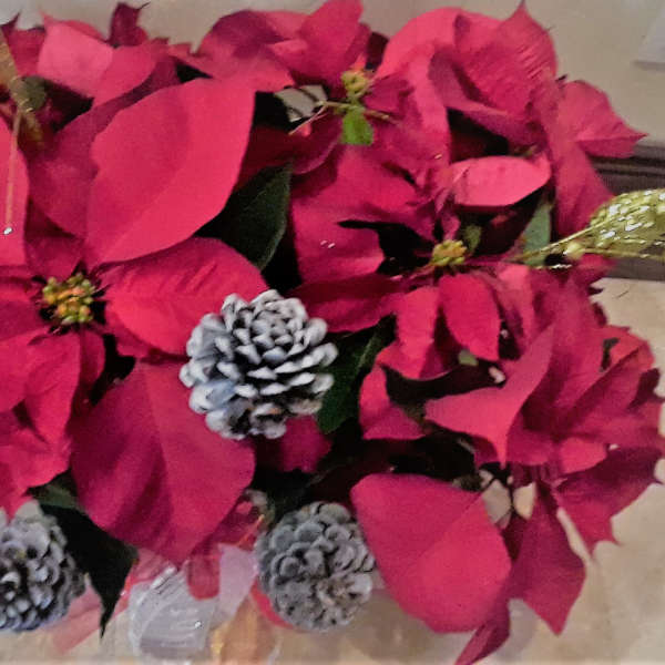 Large Red Poinsettia.