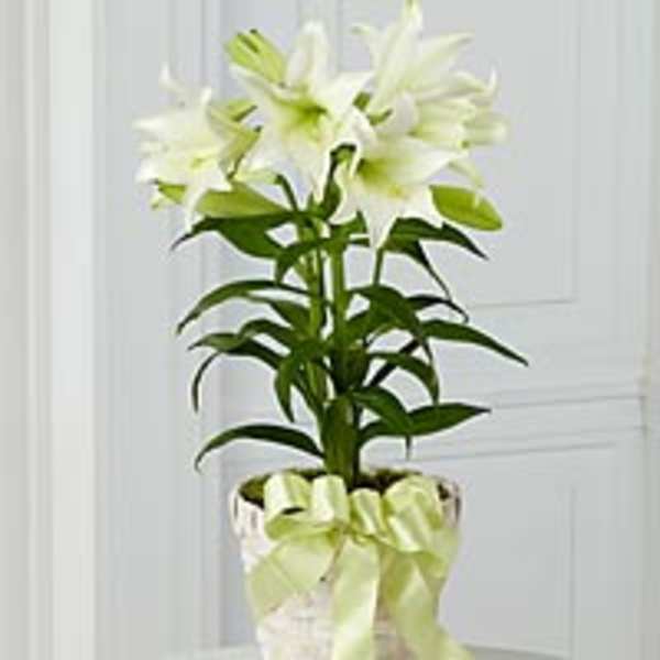 EASTER LILY PLANT