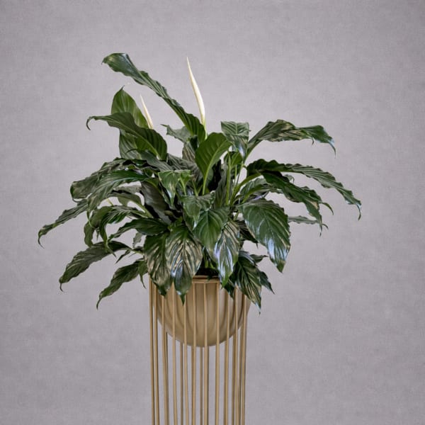 Golden Serenity Floor Planter