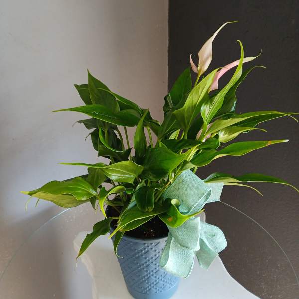 Small pink anthurium