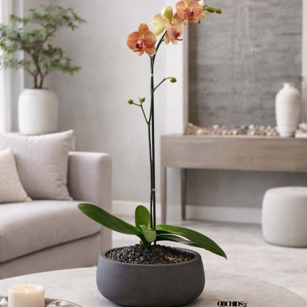 Peach Phalaenopsis Orchid – Signature Edition