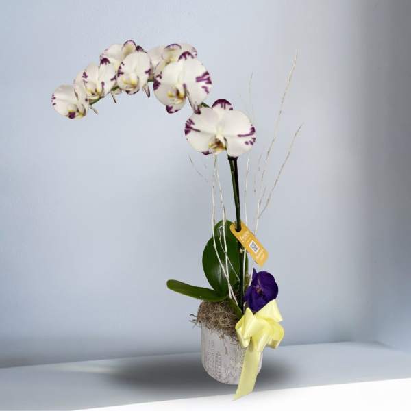 Single Phalaenopsis Orchid Plant