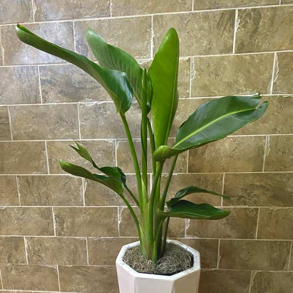 Tall Bird of Paradise with Ceramic Pot