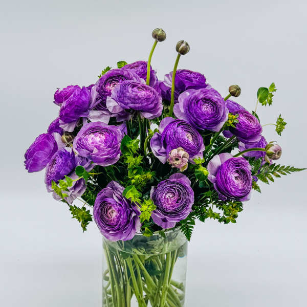 Purple Ranunculus