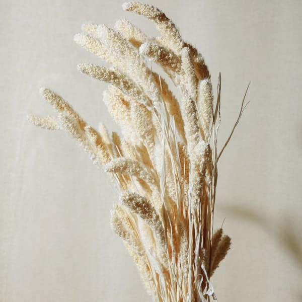 Preserved White Setarea