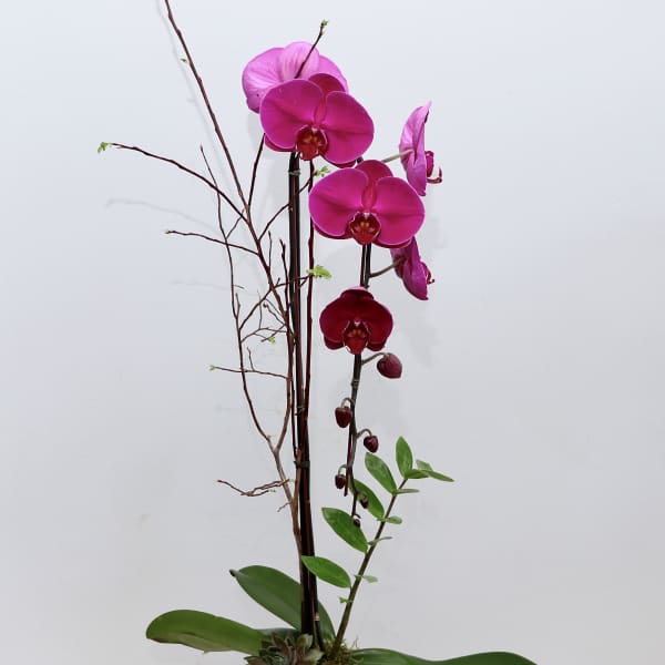 Purple Orchid Cascade - Glendale Florist