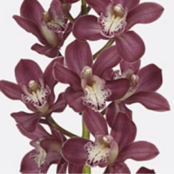 Pink Mini Cymbidium Orchids