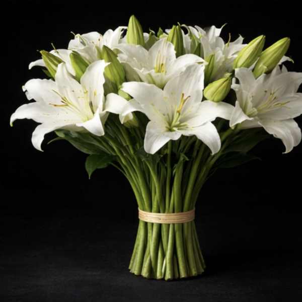 Casablanca Lily