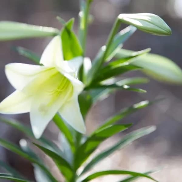 Easter Lily Single