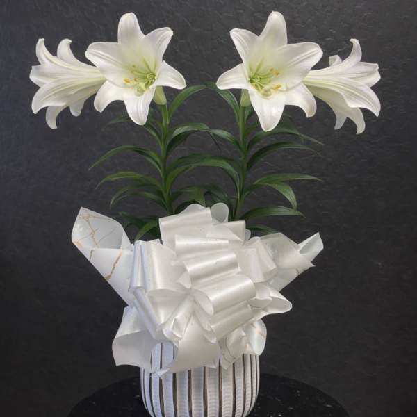 Easter Lily Plant