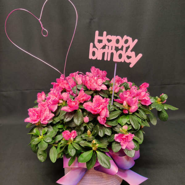 Blooming Outdoor plant for Birthday