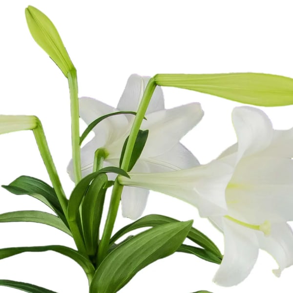 Sunday's Best Potted Double Easter Lily in Ceramic