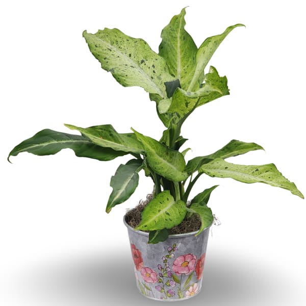 6" Dieffenbachia Plant