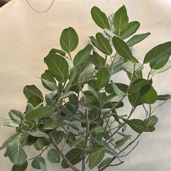 Ficus Audrey