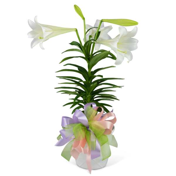 Tall white lily plant in a white pot with a large pastel green, peach, and lavender bow.