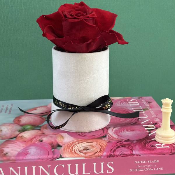 Mima. (PRESERVED ROSE)