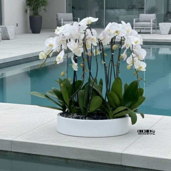 White Phalaenopsis Orchids – Elegant Maison Design
